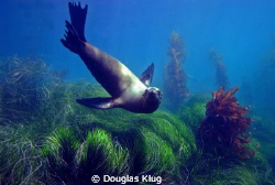Sun Dancer. A California Sea Lion frolicks in the surf at... by Douglas Klug 